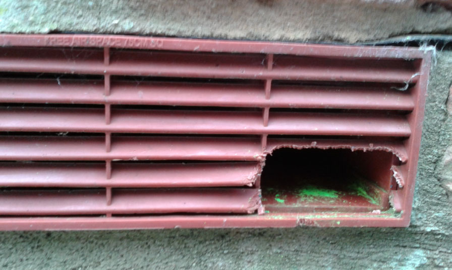 Commercial Pest Control Queen Bee Pest Management Lincoln